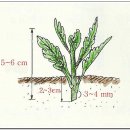 6. 국화 일반재배법(라. 국화의 번식-1) 꺾꽂이) 이미지