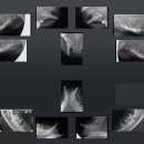 금호동물병원 이미지