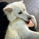 동물보육원 김포지부 이미지