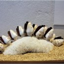 세계조가비박물관커피숍
