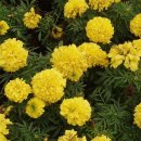 메리골드 이미지