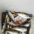 칼치랑고등어랑 이미지