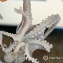 낙지가