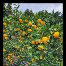 다미농장 이미지