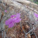 진달래약수터 이미지