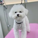우리댕 이미지