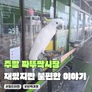 세븐일레븐 제일시장점 | 짜뚜짝 주말 시장 , 방콕최대시장 이지만 , 동물들은 마음이 아팠던..