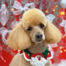 하이몽 애견미용실 이미지