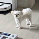고마워 - 의정부시 행복로 44 | 신대방 애견미용 고마워강아지 후기 🐶