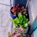 군포중앙고등학교 앞 이미지