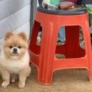 멍뭉이 이발소 이미지