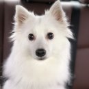 샤워하개 이미지