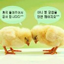 노아 이미지