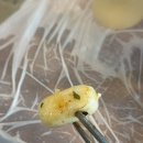 용이동 소로 3-372 | [청주 성안길 맛집] 더덕무침이 계속 생각나는 '더덕솥뚜껑삼겹살 서문점'