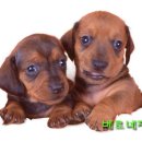 베르네집 이미지