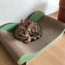바나바스 이미지