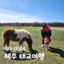 호텔 라벤더 제주 | 제주 태교여행 3일차 여행코스 에코랜드 테마파크 랜딩관 제주신화월드 신화테마파크