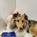 펫리즈 | 🦴에스클래스펫 관절앤 덴탈껌 체험 후기 💙