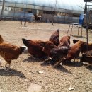 토종닭농장 이미지