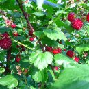 주홍농장 이미지