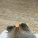 예쁘댕냥 이미지