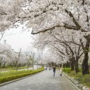 ◆(사진)서울대공원 벚꽃 & ◆중앙박물관 매화 이미지