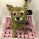 멜로디펫살롱 이미지