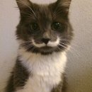 펫스토랑 이미지