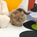 왕발고양이 이미지