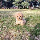 LOVING PET 이미지