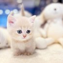 광주강아지분양 고양이분양 24시 데려가개본점 이미지