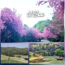 신원CC (회원제) | 신원cc 회원제골프장 라운드후기 겹벚꽃 홀릭