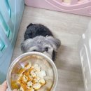 오구오구퍼피 해운대 네이버블로그