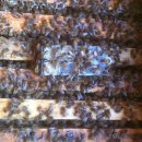 밤꿀채밀하는 6월 꿀벌관리 이미지