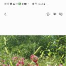블랙뷰티백합 이미지