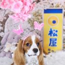 다미살롱 이미지