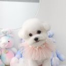 섬댕 강아지 미용실 이미지