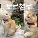 토르첼로 | 울산 울주ㅣ토르첼로ㅣ배내골고양이카페 울산울주대형카페 배내골카페