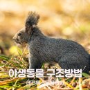 전라남도야생동물구조관리센터 | 다친 야생동물을 발견했다면? 어디로 연락해야할까? (야생동물구조요령)