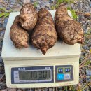 가지산천마영농조합 이미지