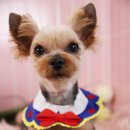 소망애견미용실 이미지