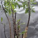 멕시코 식물 Fouquieria 파시쿨라타 x 펄푸시 하이브리드 개체 이미지