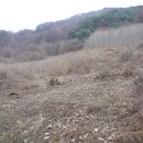 삼백농장 Daum카페