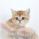 천안 고양이분양 도로시펫 이미지