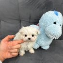 독스캣 강아지고양이 수원점 이미지