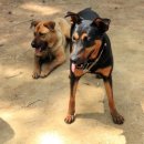 고초령 산양삼 이미지