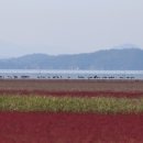 순천만 흑두루미 국제 심포지엄 이미지