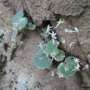 거창-고제-16 이미지