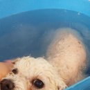 갤럭시펫 애견미용 이미지