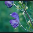 세이지약국 이미지